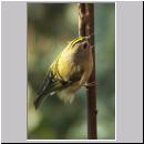 Regulus regulus - Wintergoldhaehnchen 10.jpg